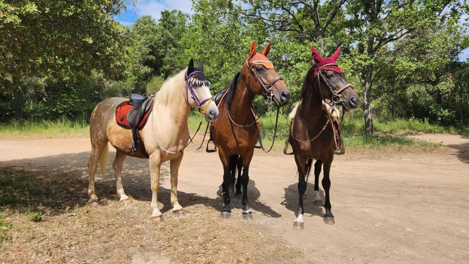 La Cabane Aux Chevaux Varages Dış mekan fotoğraf